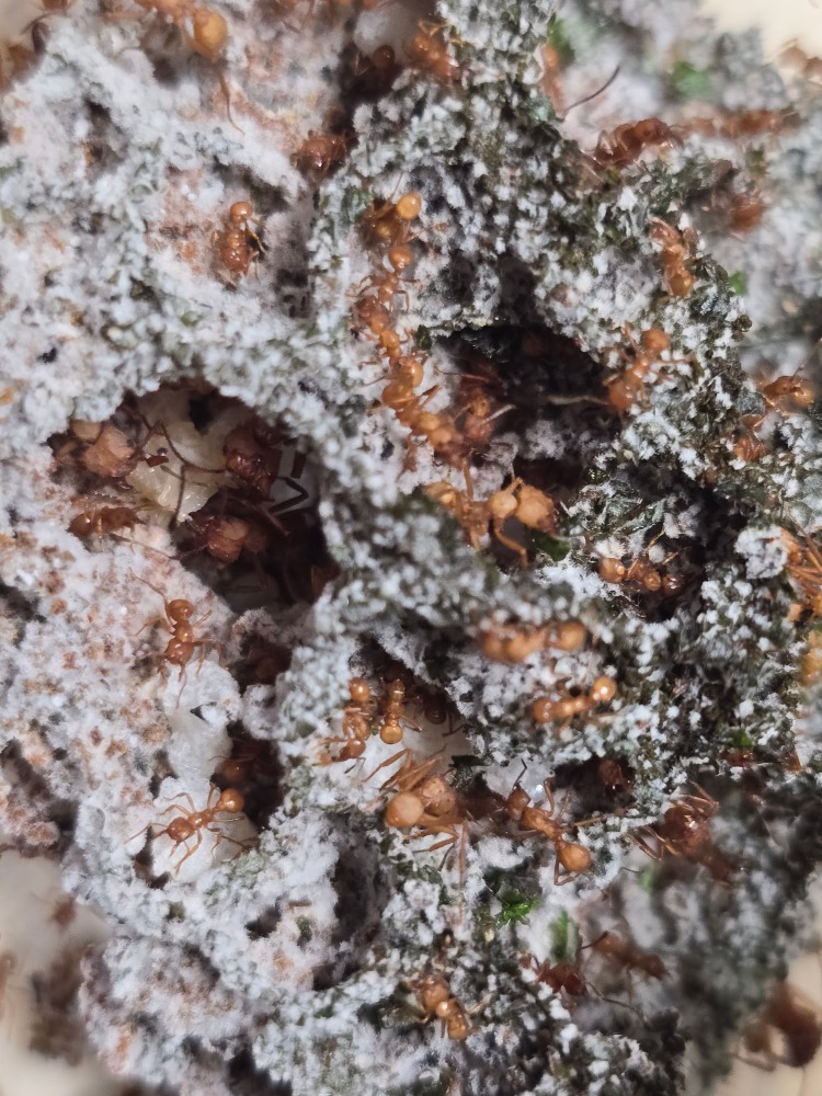 Acromyrmex Octospinosus